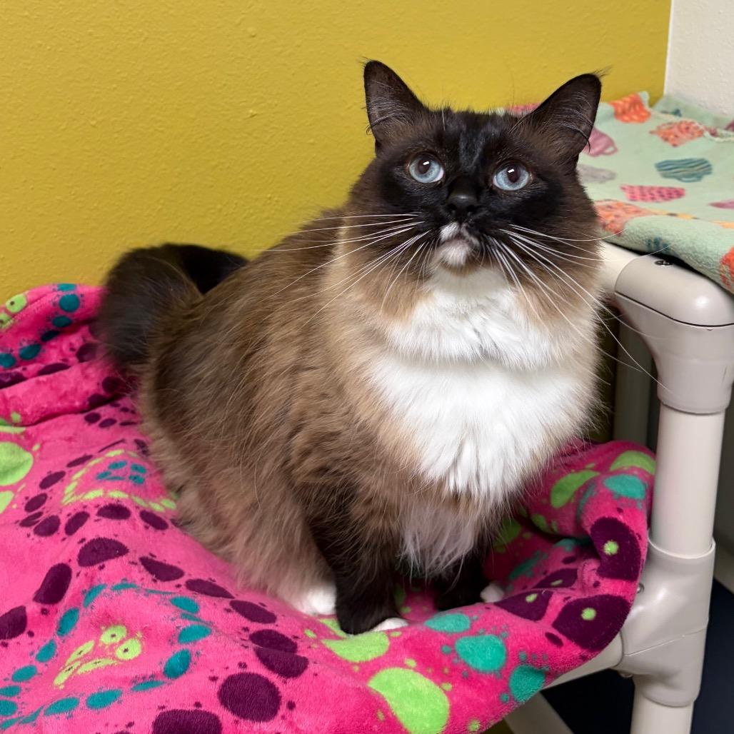 Teacup, Adoptable, Adult Female Domestic Long Hair & Siamese.