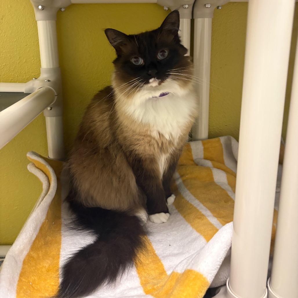 Enlarge Teacup, a Adoptable mixed breed in Keizer, OR image 3/6