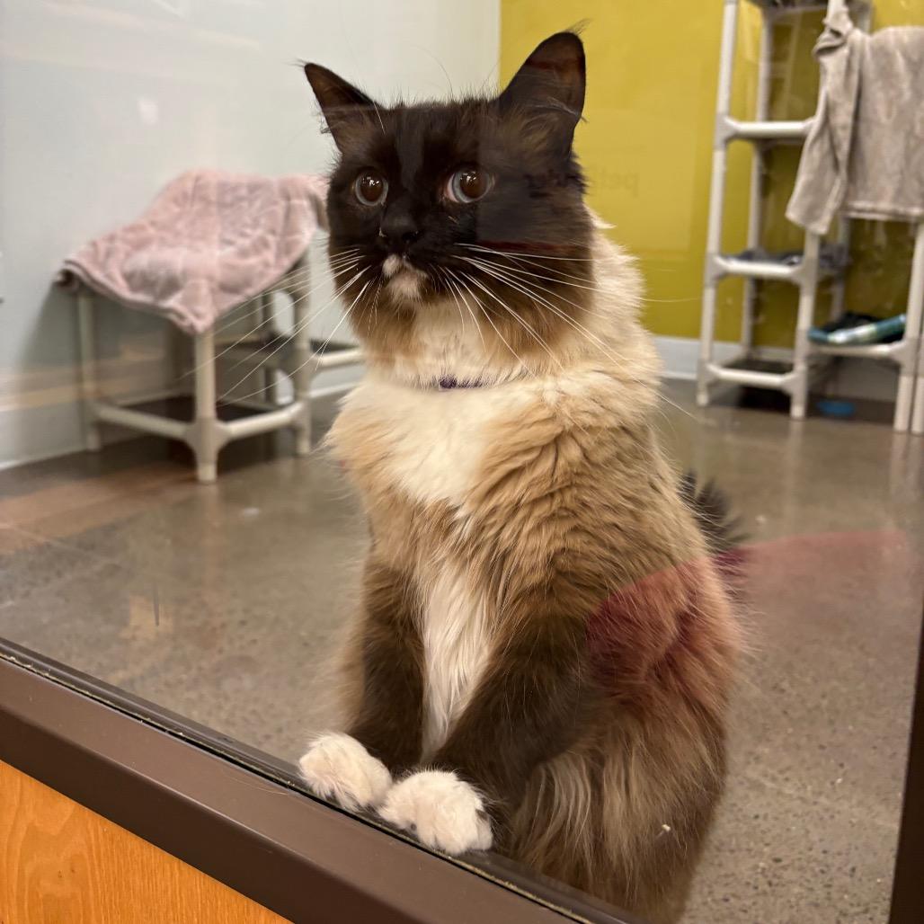 Enlarge Teacup, a Adoptable mixed breed in Keizer, OR image 6/6
