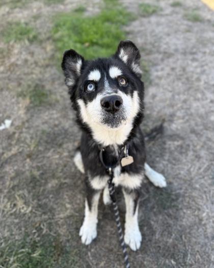 Enlarge Agnes, a Adoptable Siberian Husky in Roseburg, OR image 1/1