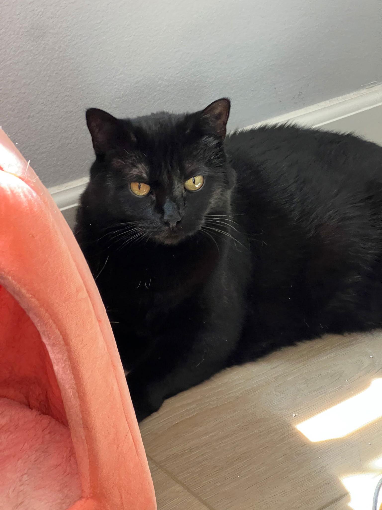 Enlarge Brooklyn, a Adoptable Domestic Short Hair in Mission Viejo, CA image 1/3