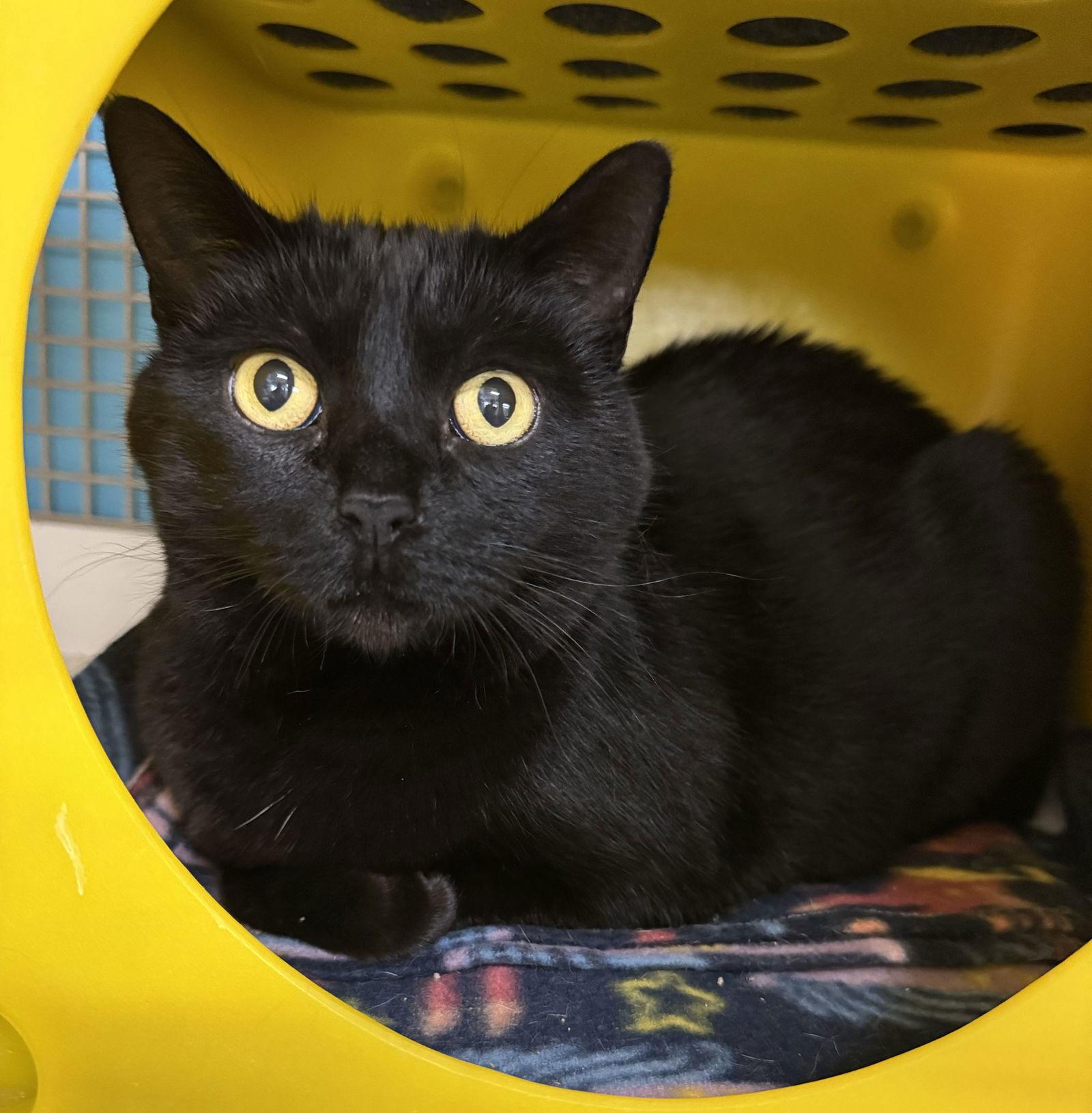 Enlarge Brooklyn, a Adoptable Domestic Short Hair in Mission Viejo, CA image 3/3