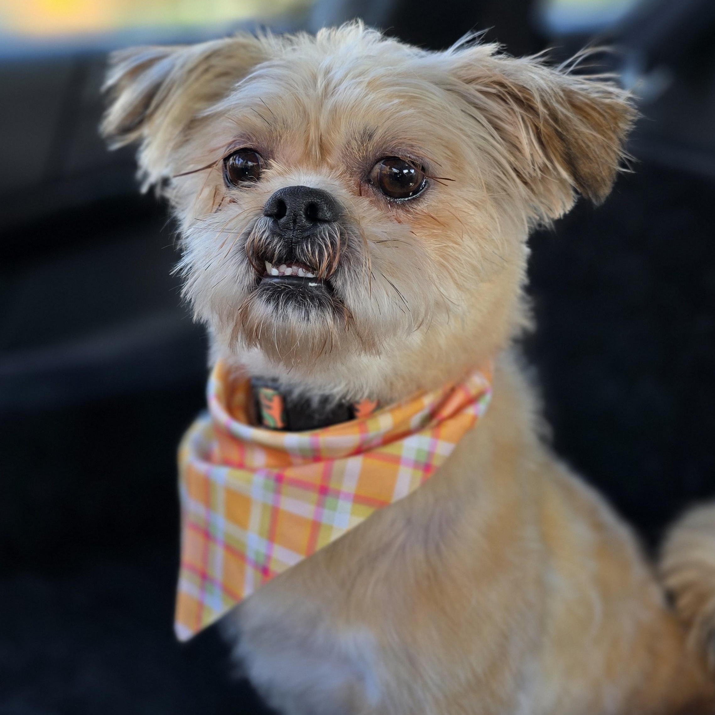 Carlton, adoptable, Young Male Maltese & Yorkshire Terrier.