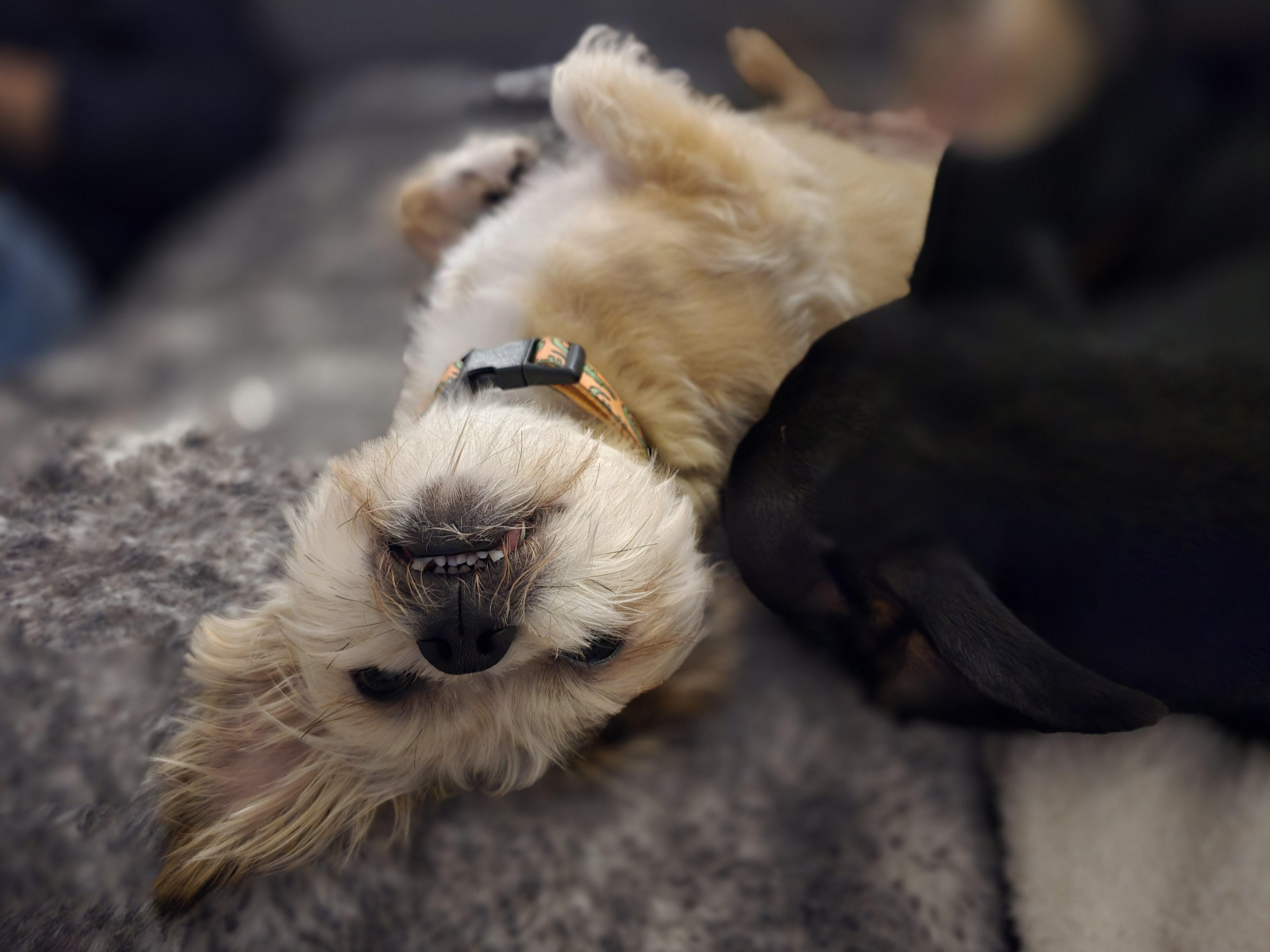 Carlton, an adoptable mixed breed in Rock Hill, SC image 3/4