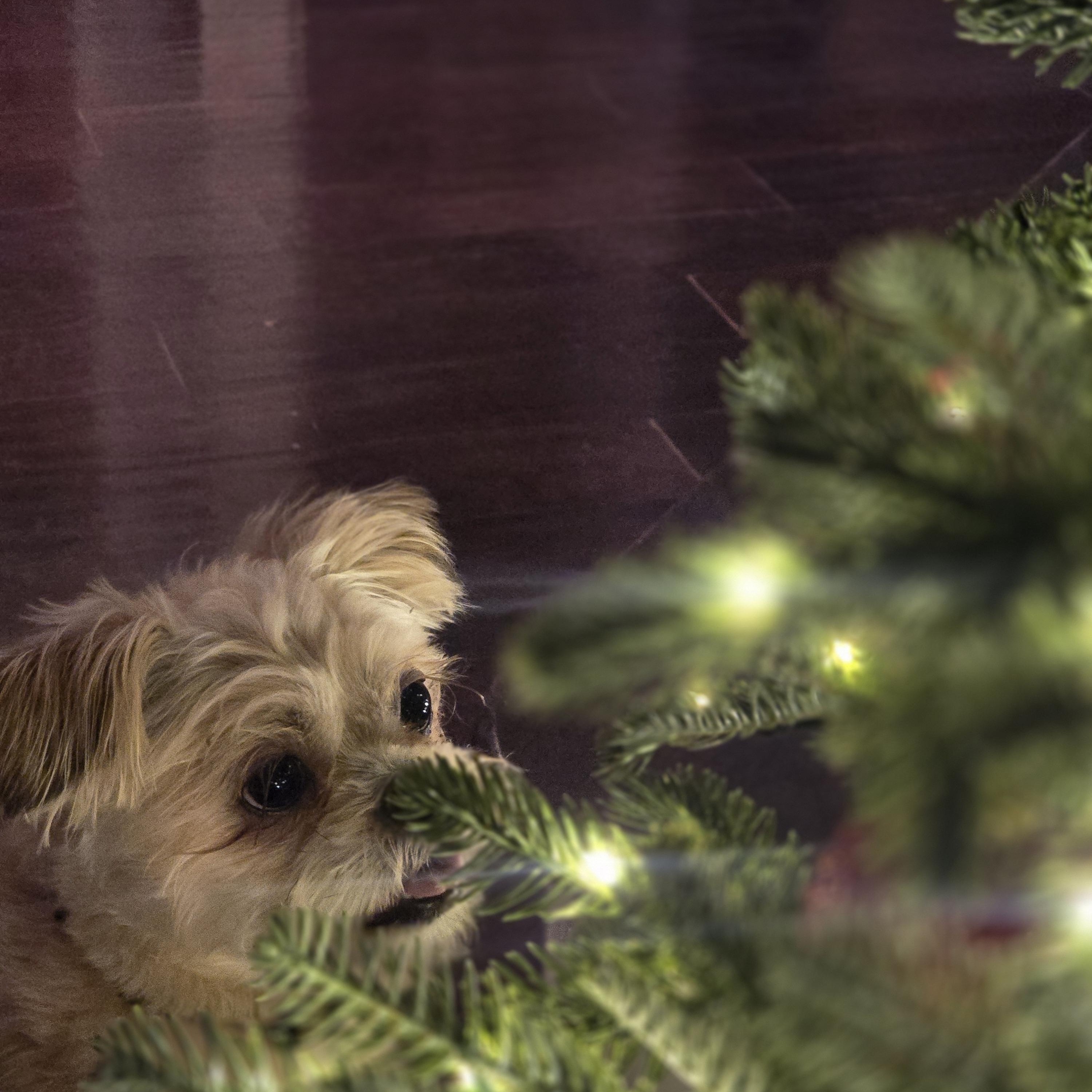 Carlton, an adoptable mixed breed in Rock Hill, SC image 4/4
