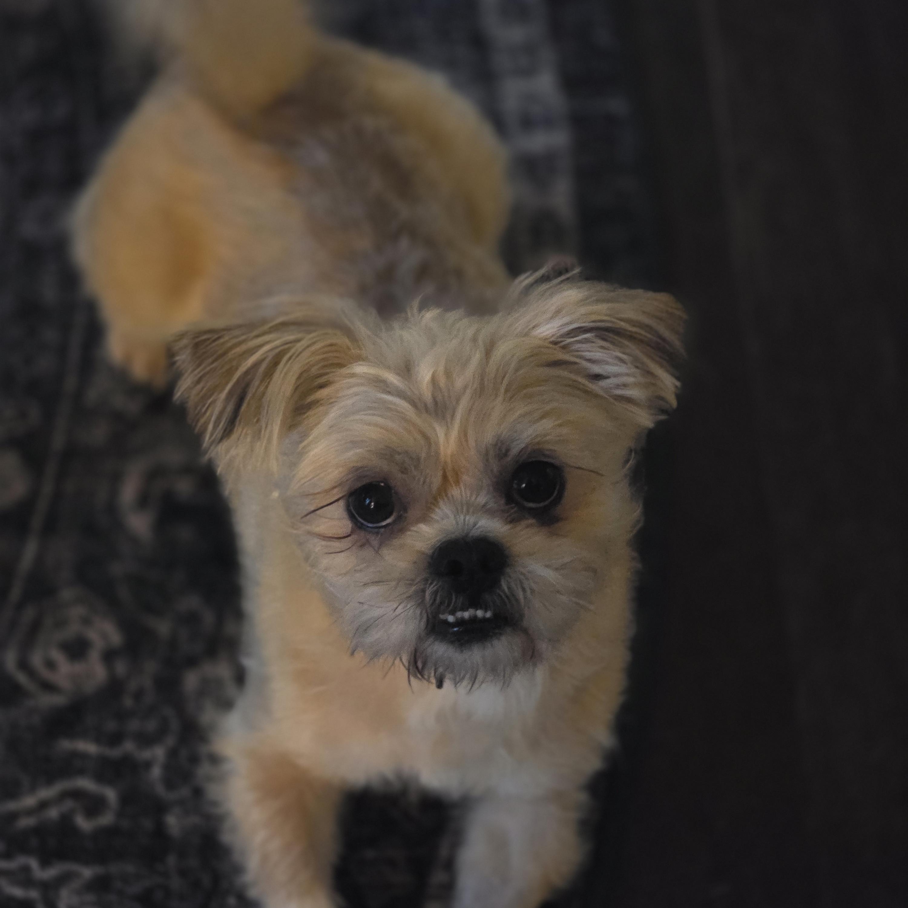 Carlton, an adoptable mixed breed in Rock Hill, SC image 2/4