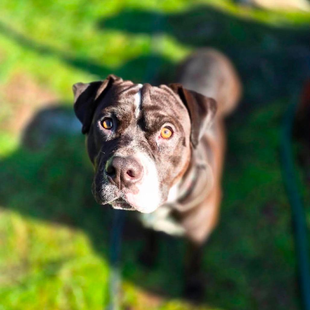 Chief, Adoptable, Adult Male Boxer.