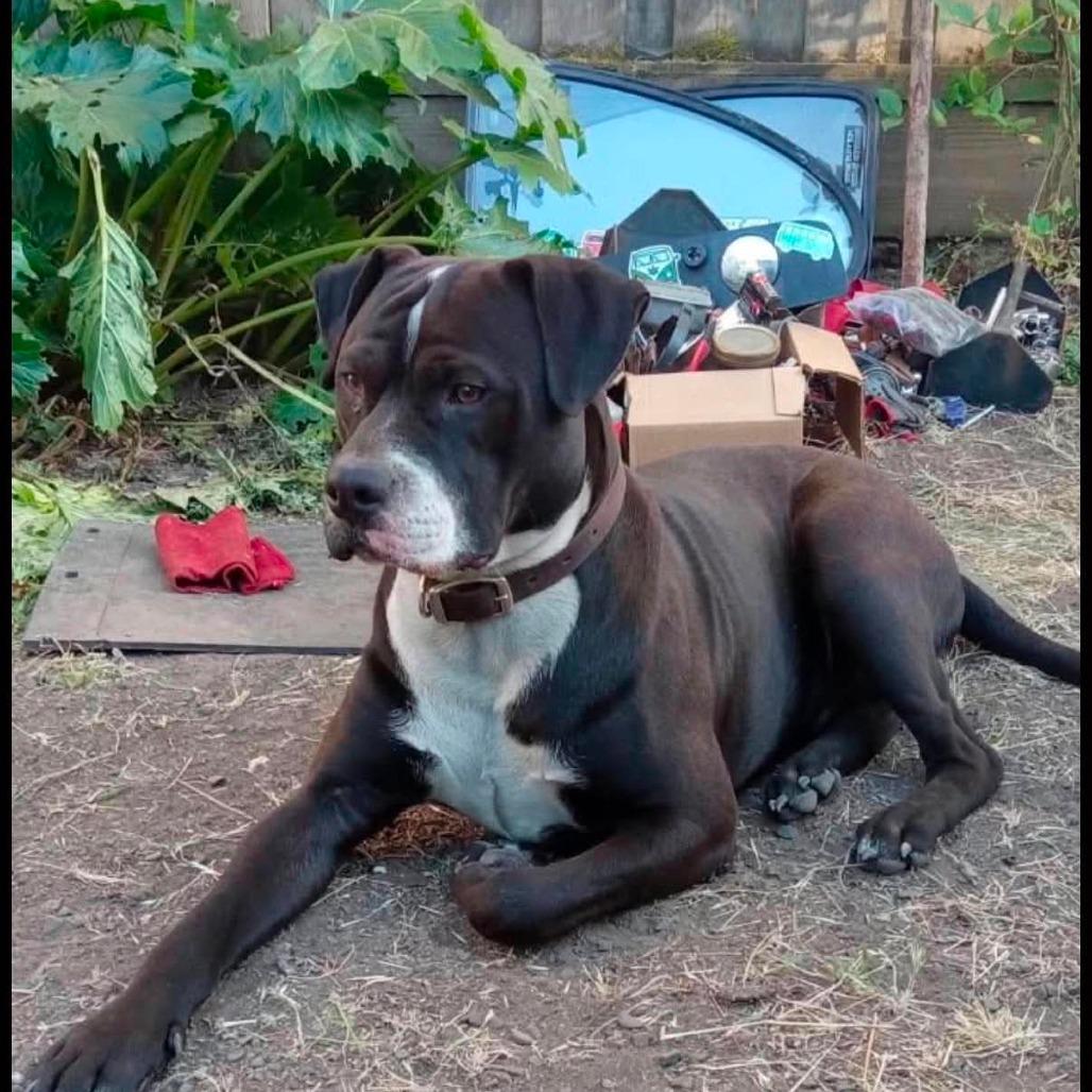 Enlarge Chief, a Adoptable Boxer in Fort Bragg, CA image 2/4