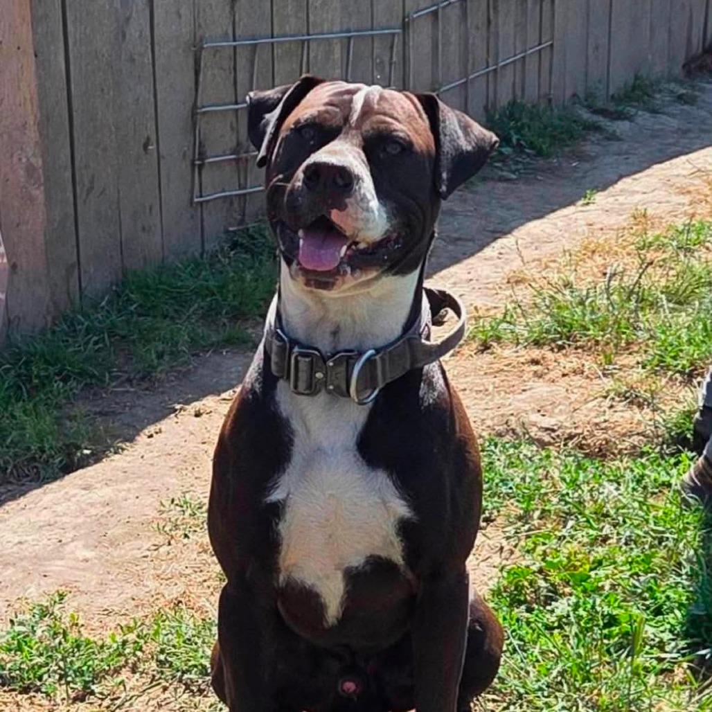 Enlarge Chief, a Adoptable Boxer in Fort Bragg, CA image 3/4