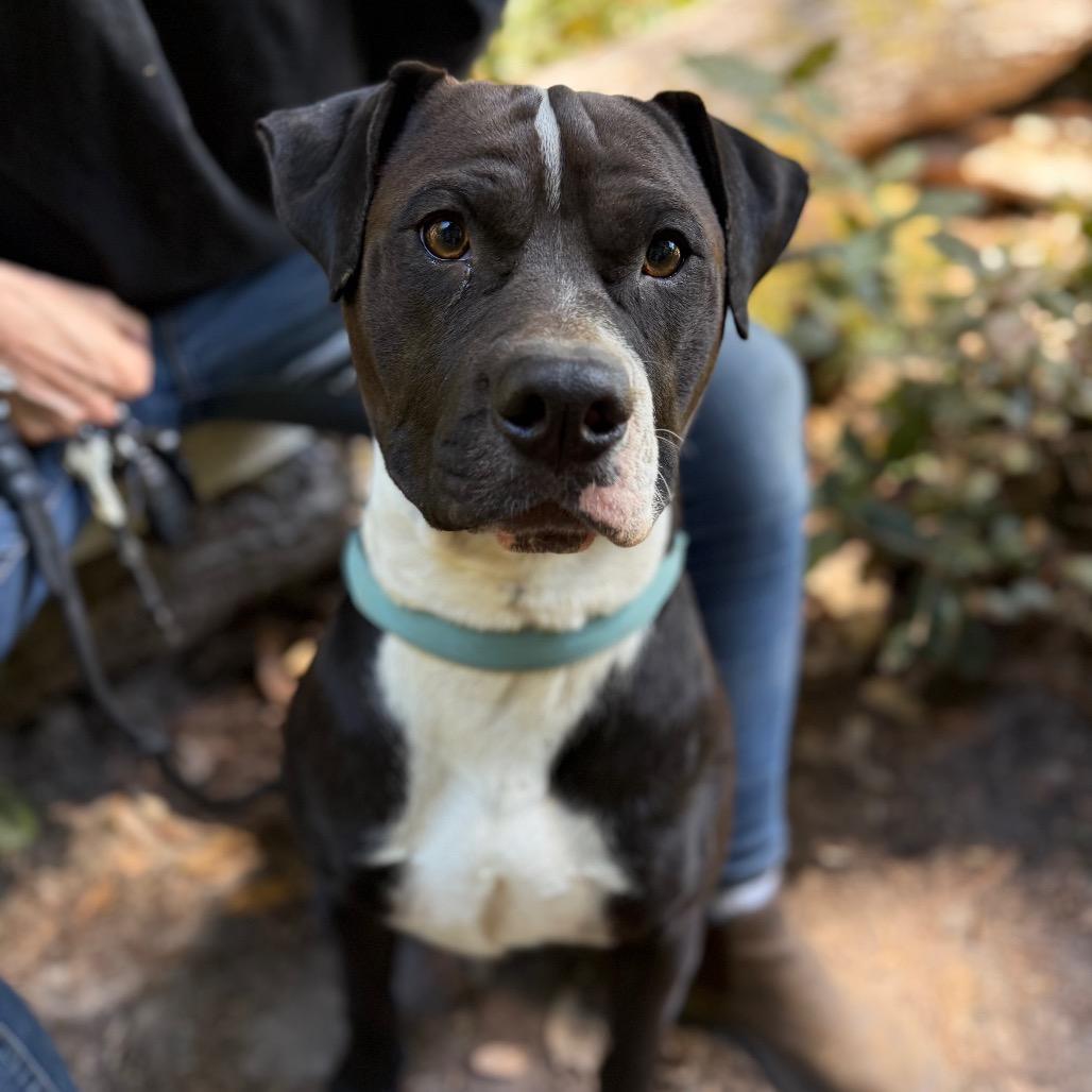 Enlarge Chief, a Adoptable Boxer in Fort Bragg, CA image 4/4