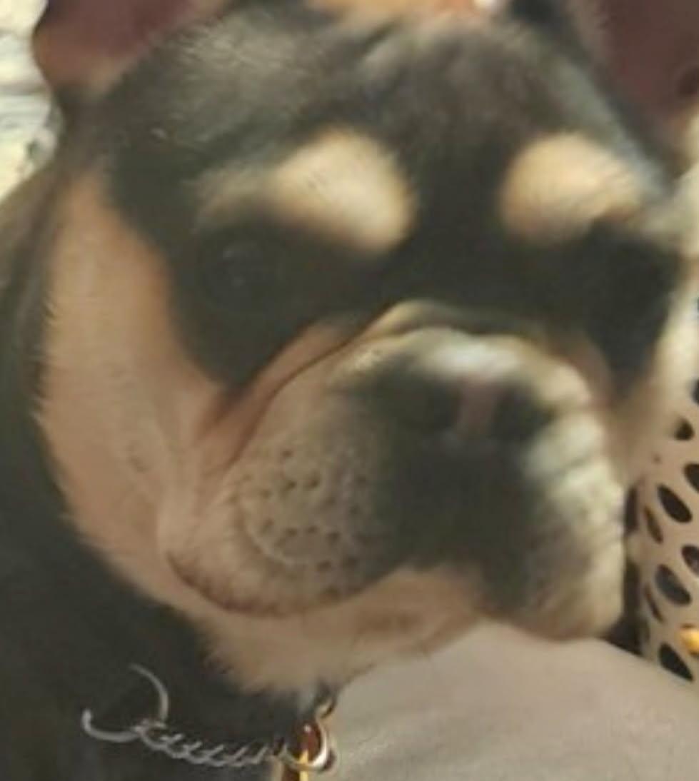 Bruce, Adoptable, Adult Male French Bulldog.