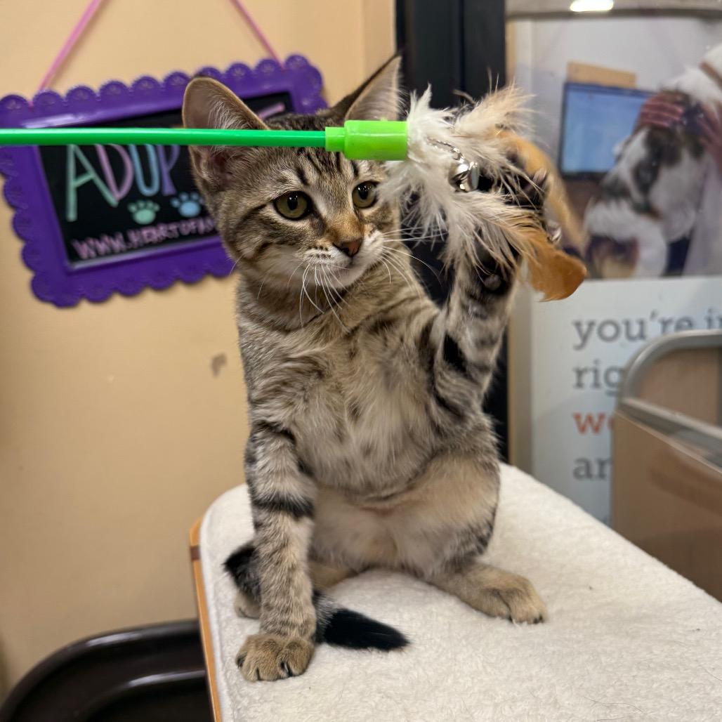 Adrianna, Adoptable, Young Female Domestic Short Hair.