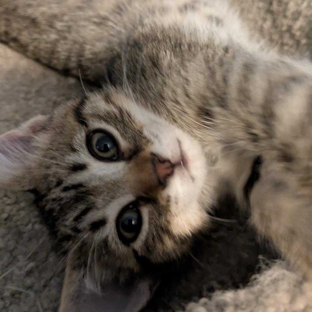 Enlarge Adrianna, a Adoptable Domestic Short Hair in Overland Park, KS image 4/6