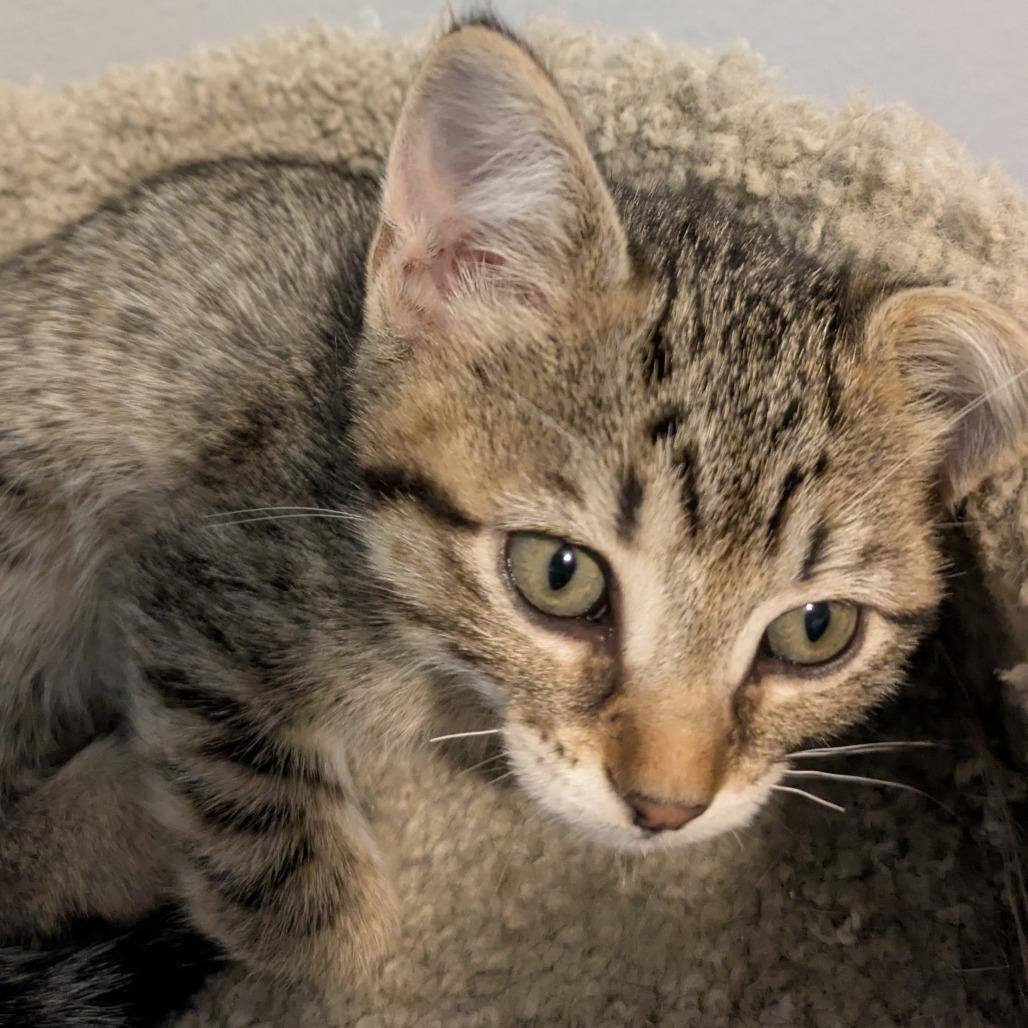 Adrianna, Adoptable, Young Female Domestic Short Hair.