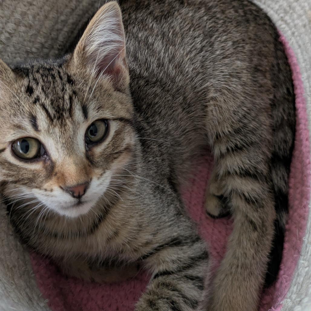 Enlarge Adrianna, a Adoptable Domestic Short Hair in Overland Park, KS image 6/6