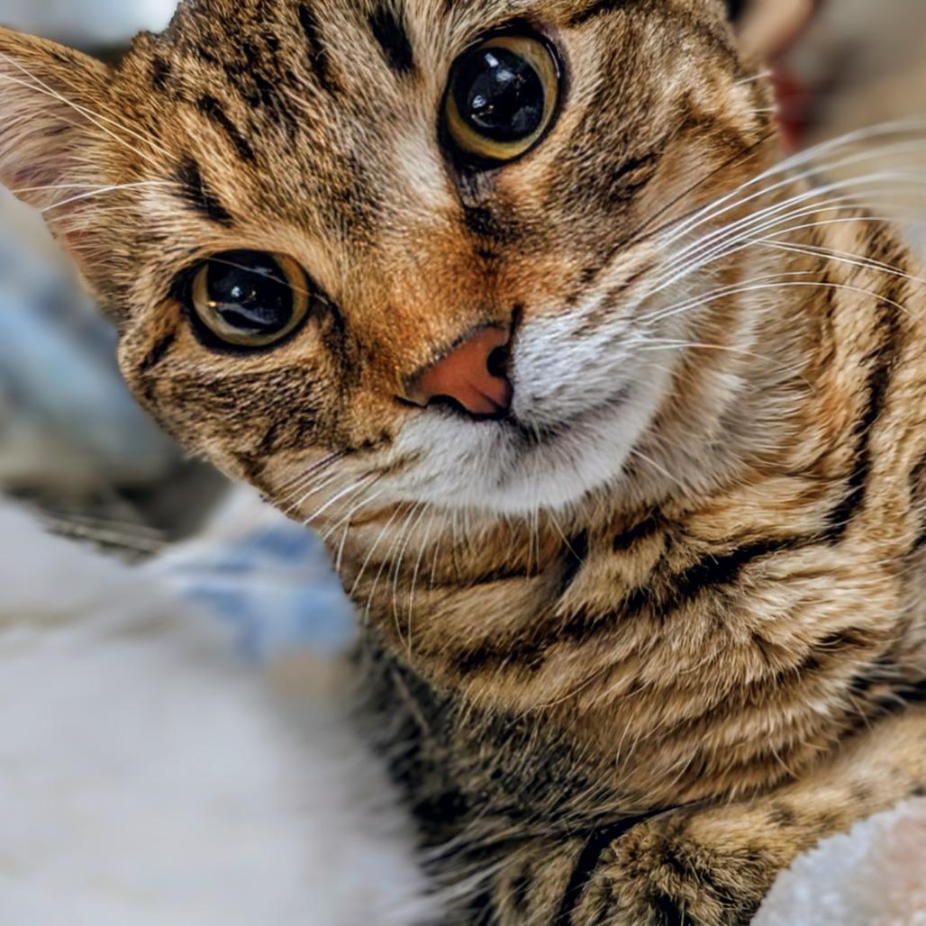 Enlarge Adrianna, a Adoptable Domestic Short Hair in Overland Park, KS image 5/6