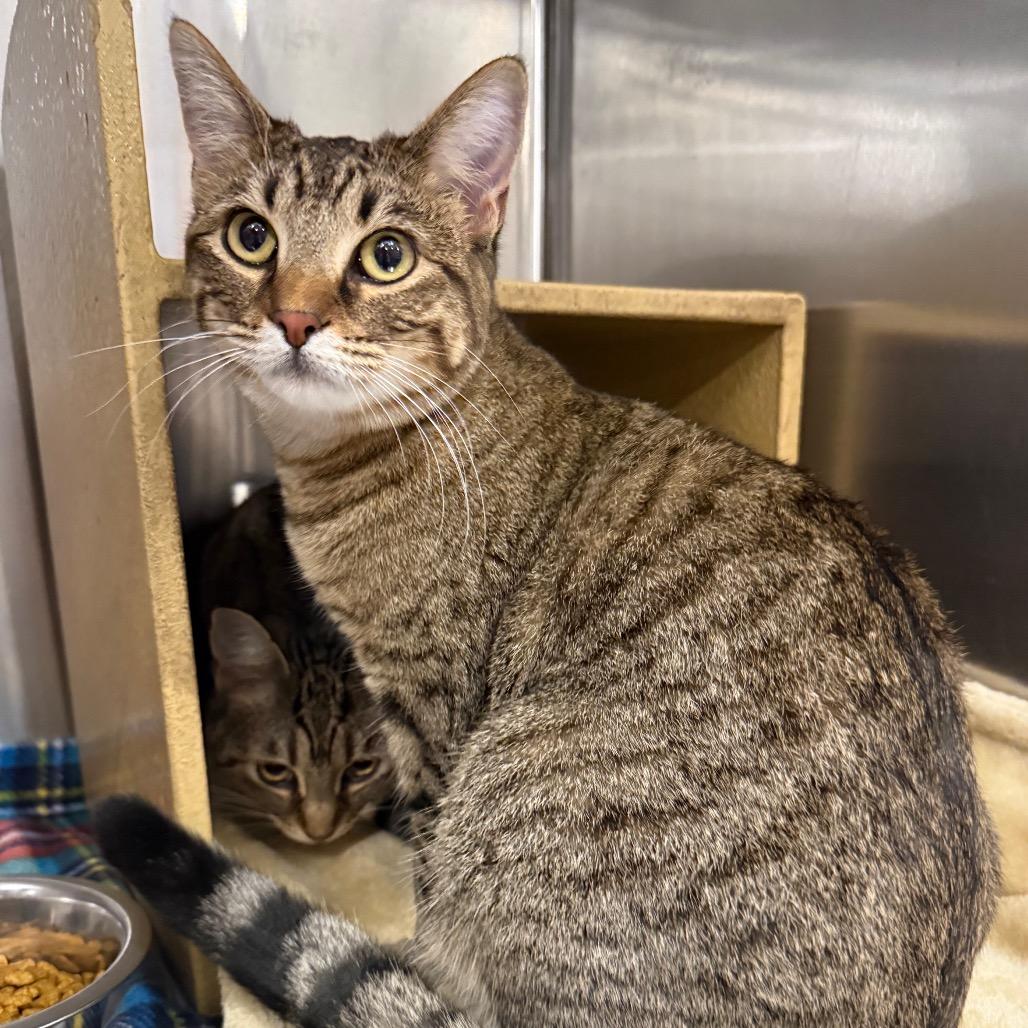 Enlarge Adrianna, a Adoptable Domestic Short Hair in Overland Park, KS image 6/6