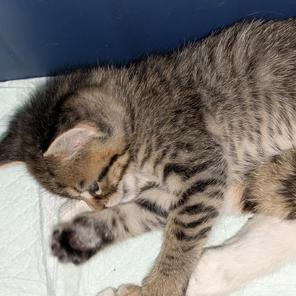 Adrianna, a Adoptable Domestic Short Hair in Overland Park, KS image 6/6