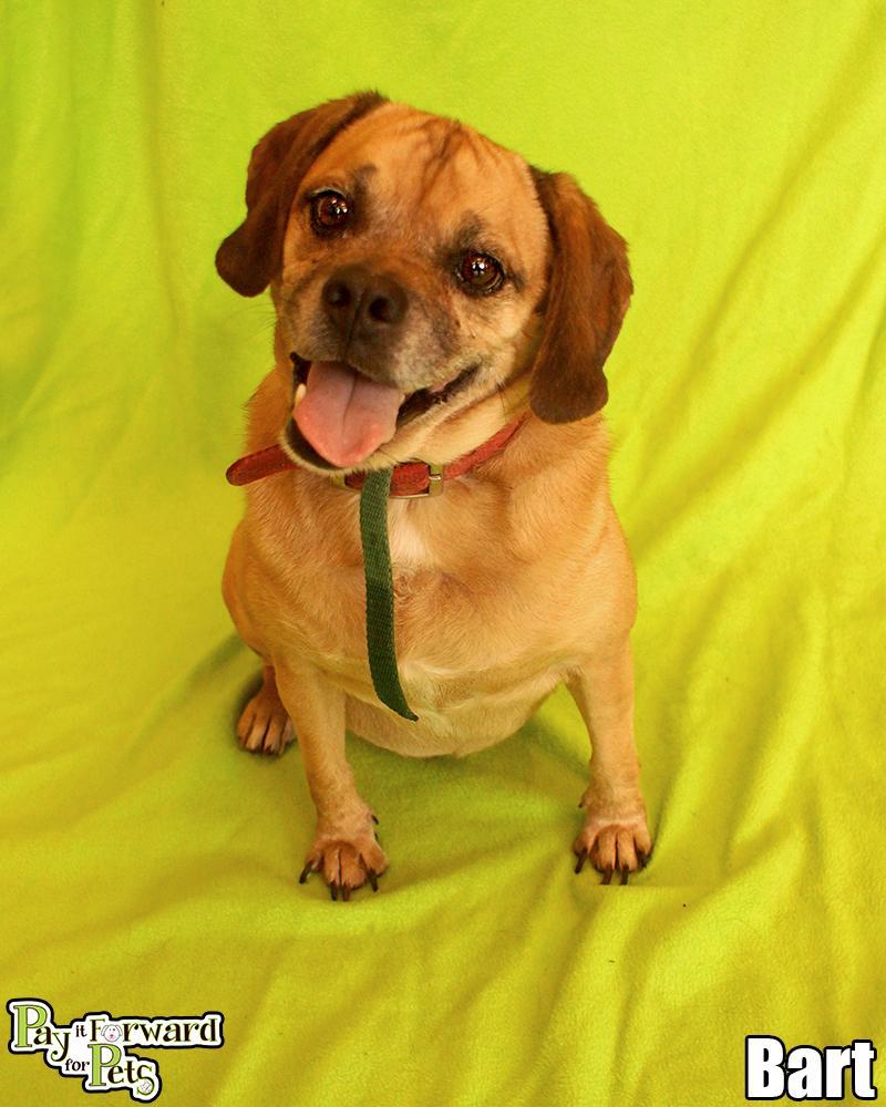 Enlarge Bert, a Adopted mixed breed in Cuyahoga Falls, OH image 1/3