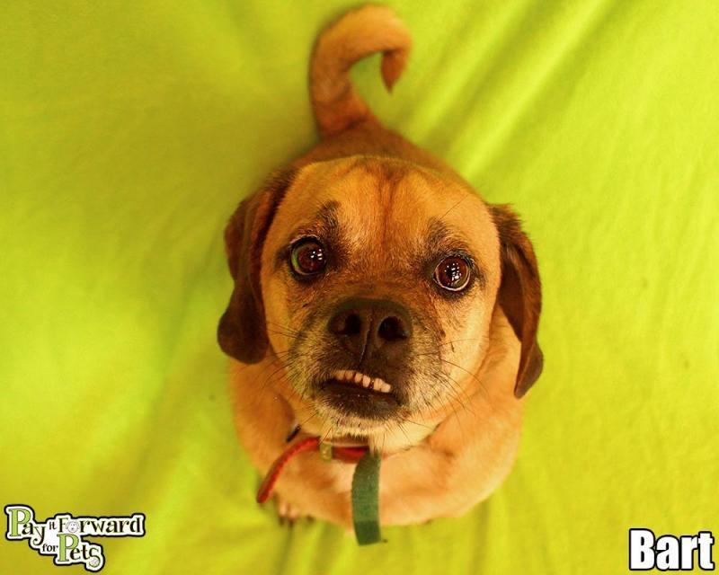 Enlarge Bert, a Adopted mixed breed in Cuyahoga Falls, OH image 2/3