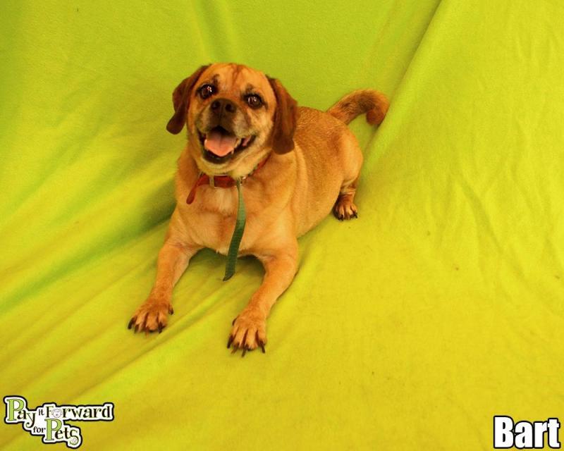 Enlarge Bert, a Adopted mixed breed in Cuyahoga Falls, OH image 3/3
