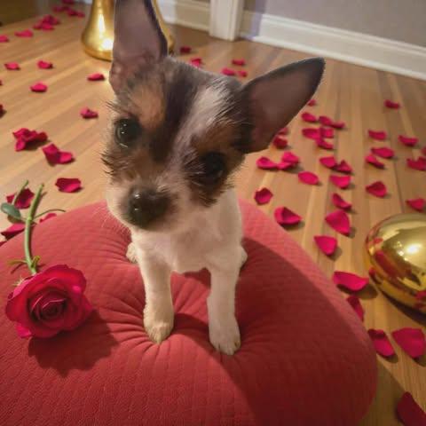 Enlarge Albert, a Adopted mixed breed in Ashville, OH image 2/3