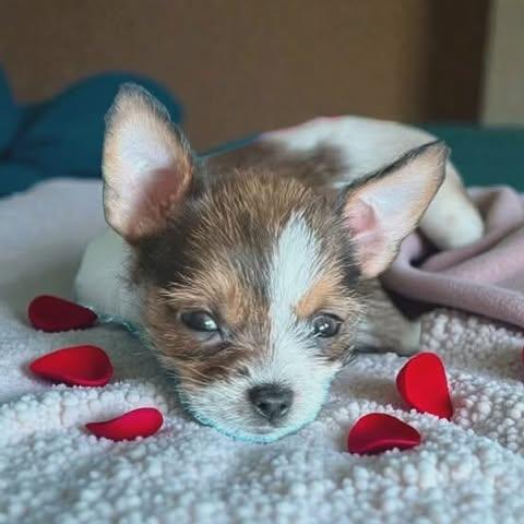 Enlarge Albert, a Adopted mixed breed in Ashville, OH image 3/3