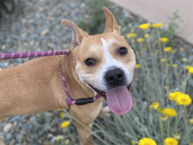 BRAZLEY, Adoptable, Young Female Pit Bull Terrier.