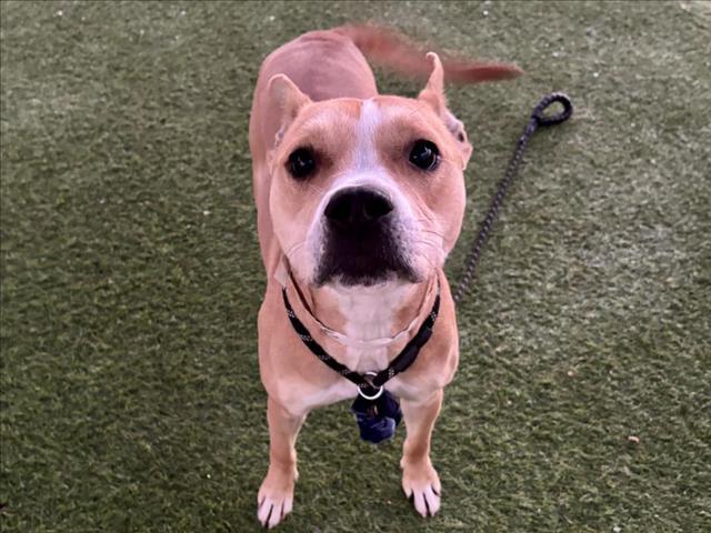 Enlarge BRAZLEY, a Adoptable Pit Bull Terrier in Phoenix, AZ image 1/1