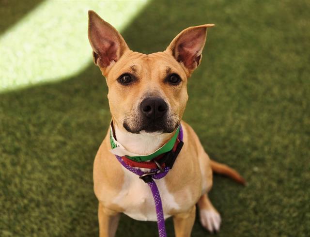 Enlarge TOODIE, a Adoptable Pit Bull Terrier in Phoenix, AZ image 1/1