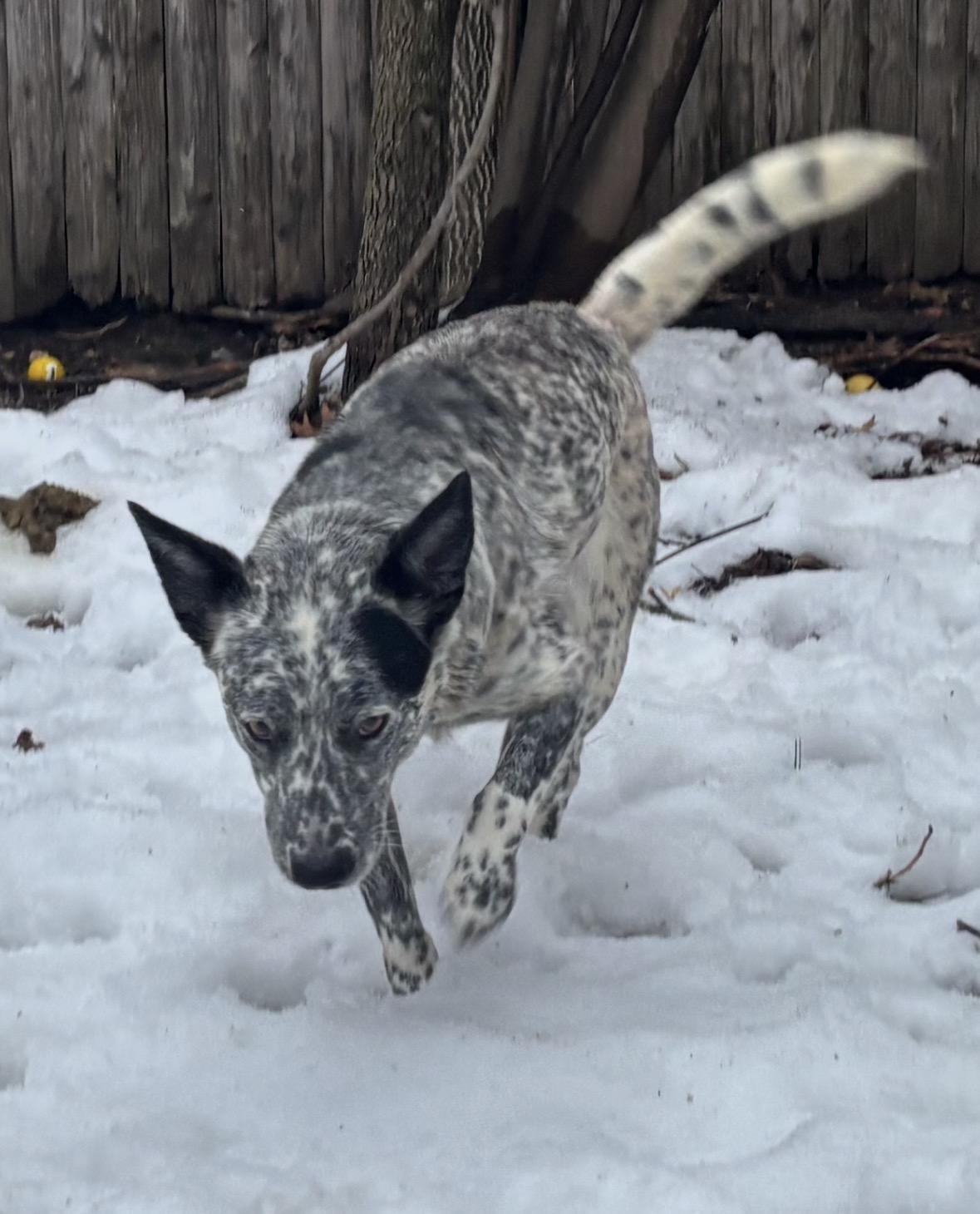 Enlarge Nume, a ADOPTABLE Australian Cattle Dog / Blue Heeler in Riverside, RI image 3/3
