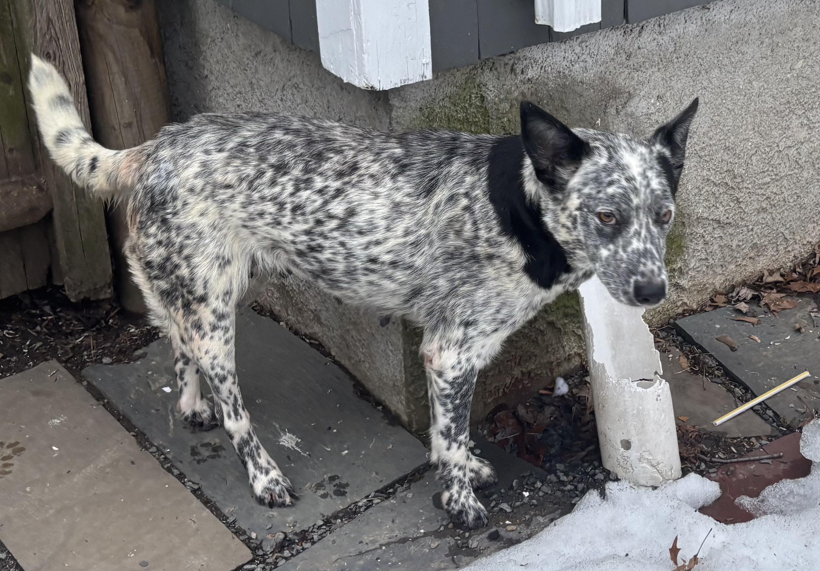Nume, ADOPTABLE, Young Female Australian Cattle Dog / Blue Heeler.