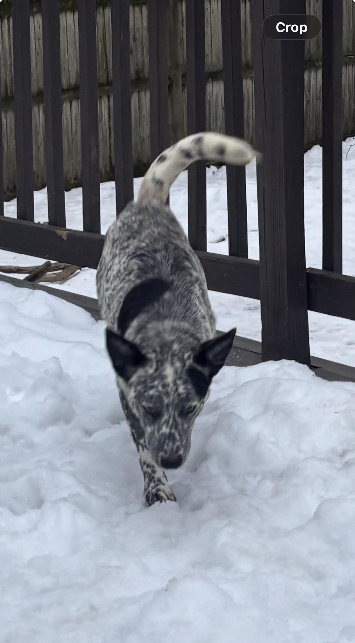 Enlarge Nume, a ADOPTABLE Australian Cattle Dog / Blue Heeler in Riverside, RI image 2/3