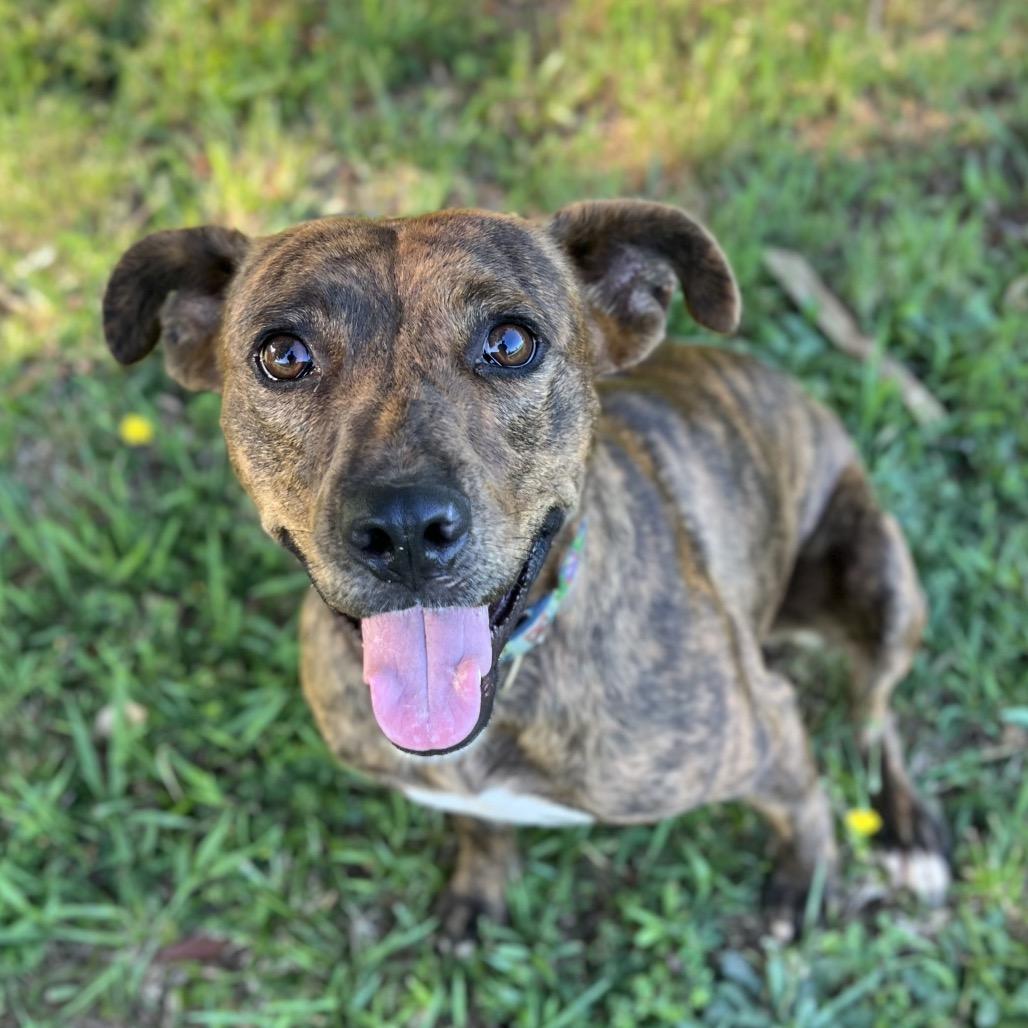 Enlarge Eve, a Adoptable Mixed Breed in Simpsonville, SC image 1/6