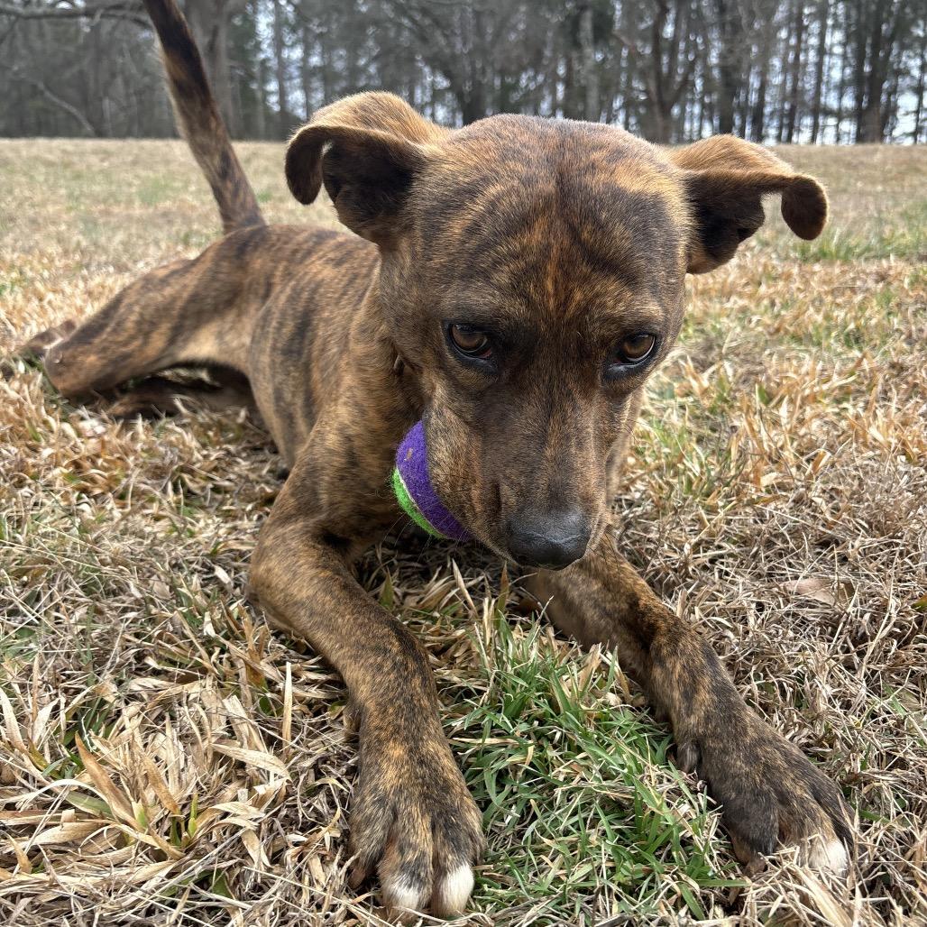 Enlarge Eve, a Adoptable Mixed Breed in Simpsonville, SC image 2/6