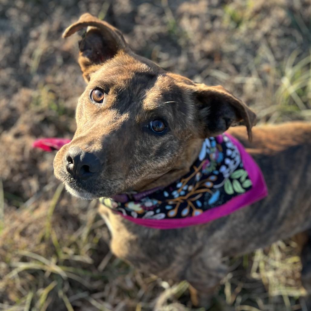 Enlarge Eve, a Adoptable Mixed Breed in Simpsonville, SC image 3/6