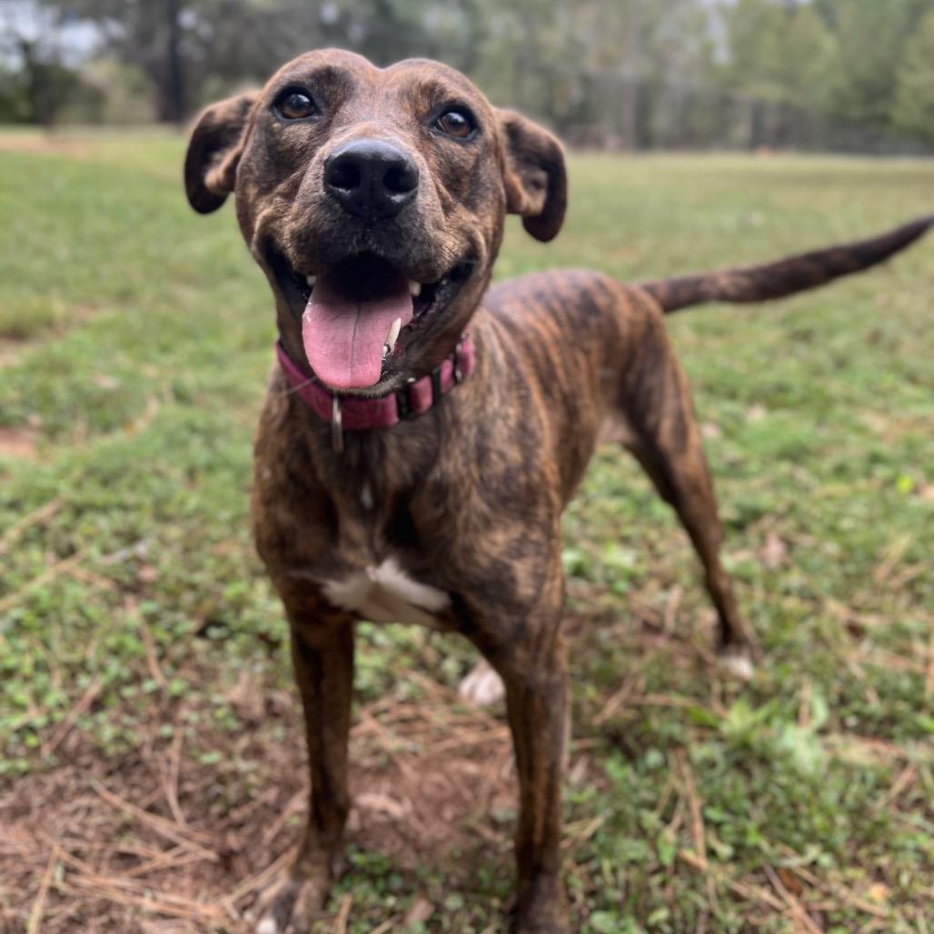 Enlarge Eve, a Adoptable Mixed Breed in Simpsonville, SC image 4/6