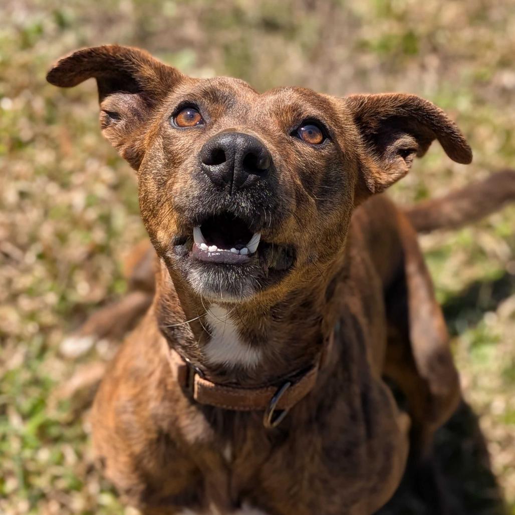 Enlarge Eve, a Adoptable Mixed Breed in Simpsonville, SC image 5/6