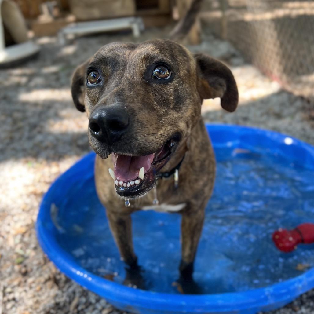 Enlarge Eve, a Adoptable Mixed Breed in Simpsonville, SC image 6/6