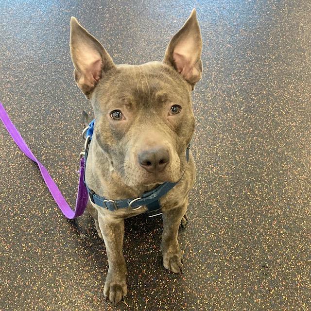 Enlarge RHINO, a Adoptable Staffordshire Bull Terrier in Methuen, MA image 2/2