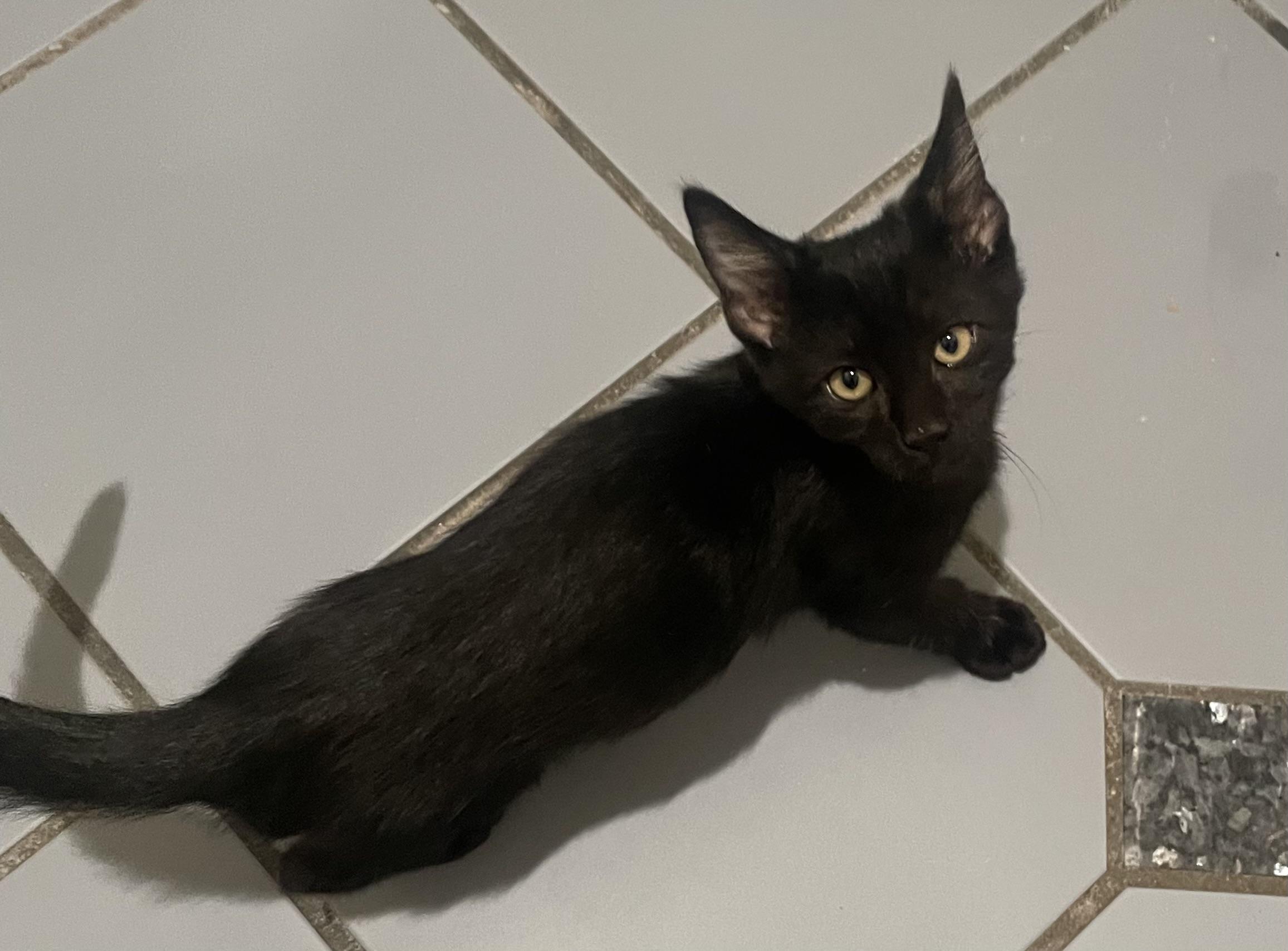 Enlarge Devon - Portofino Petsmart, a Adopted Domestic Short Hair in Conroe, TX image 1/2