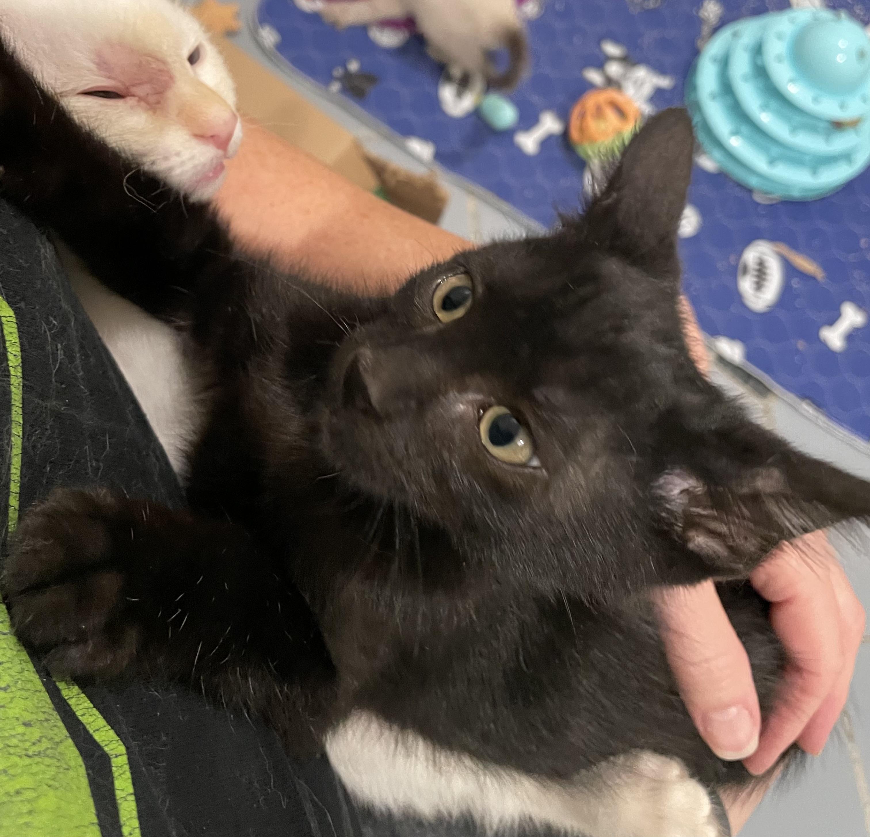 Enlarge Devon - Portofino Petsmart, a Adopted Domestic Short Hair in Conroe, TX image 2/2
