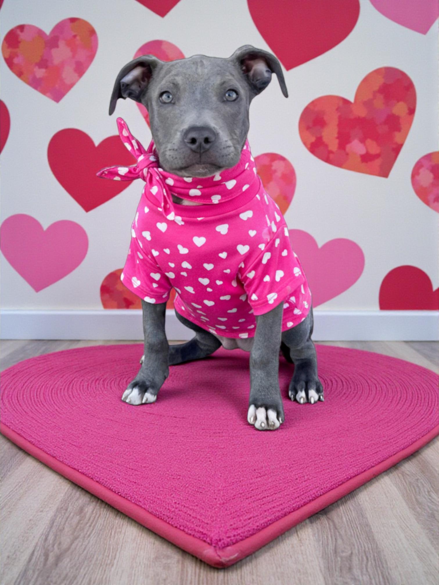 Enlarge Harlow-ADOPT Me!!, an adopted mixed breed in Redondo Beach, CA image 1/6