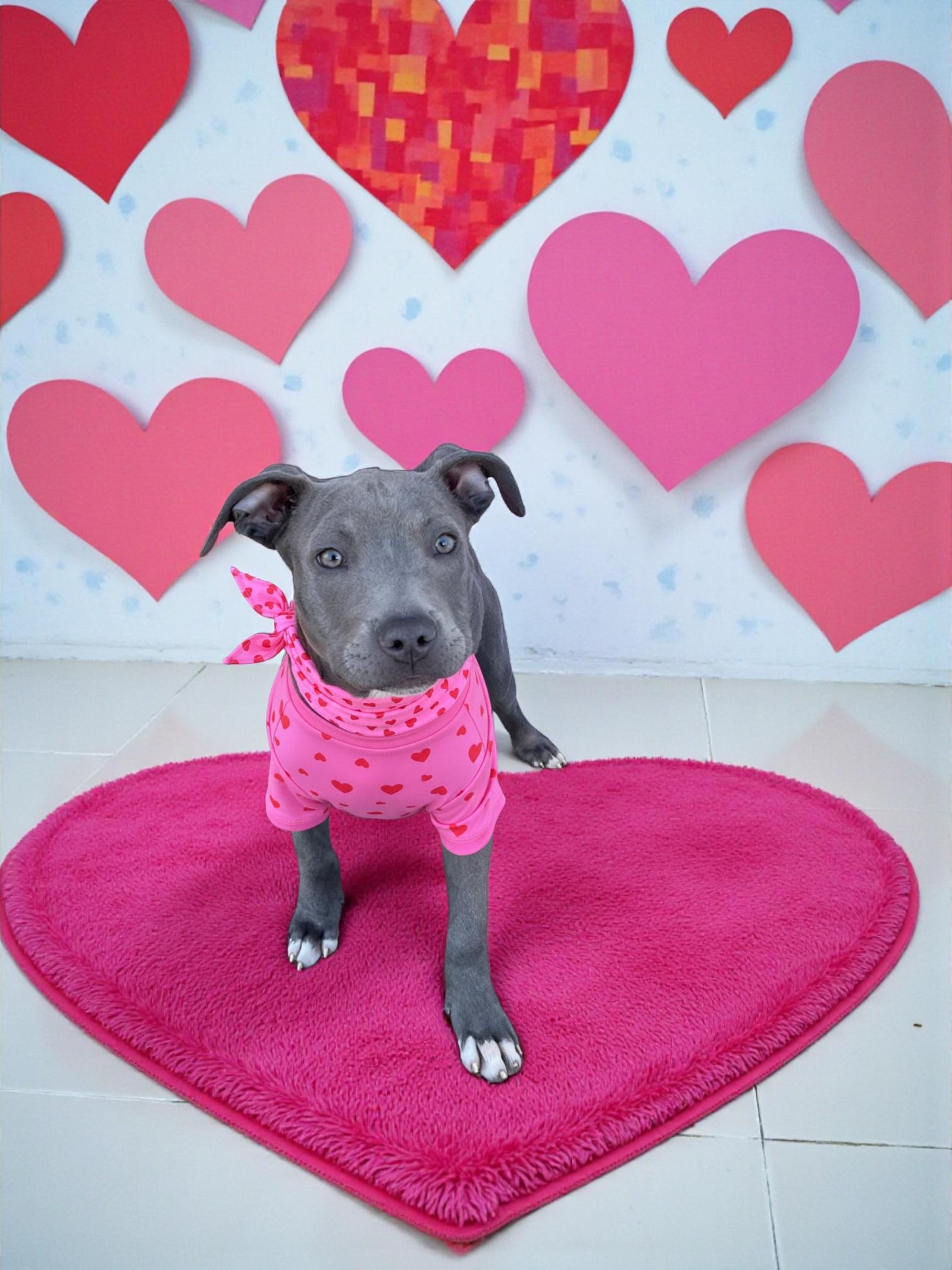 Enlarge Harlow-ADOPT Me!!, an adopted mixed breed in Redondo Beach, CA image 2/6