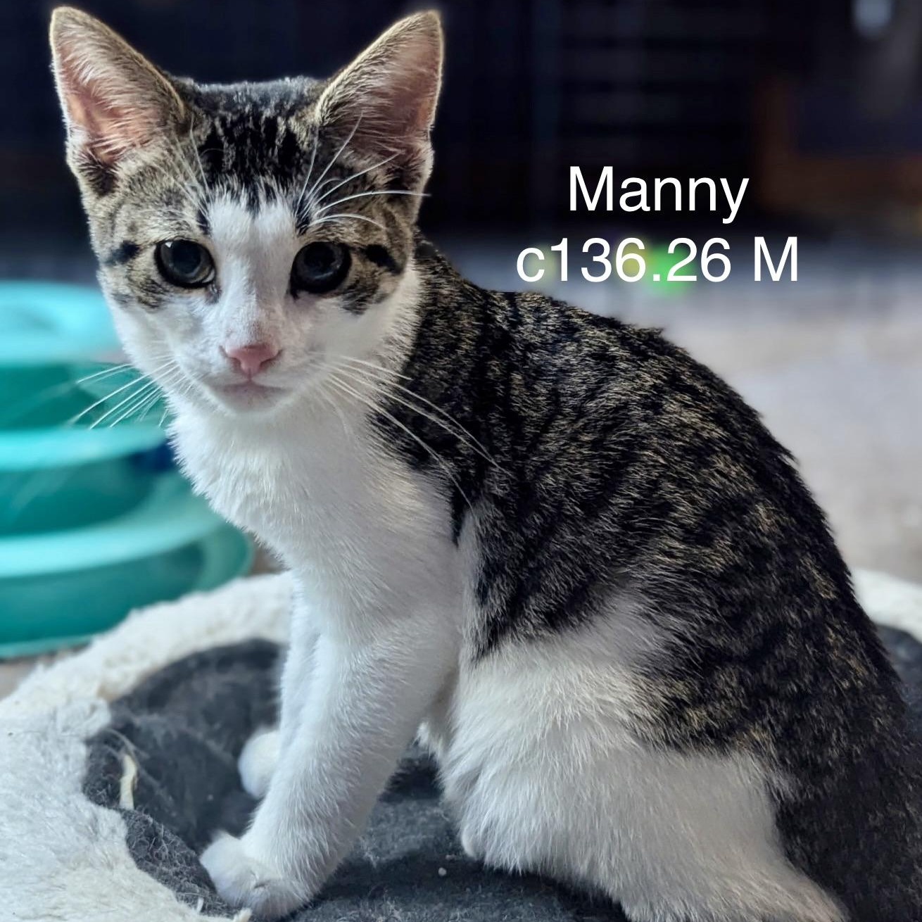 Foster Manny photo