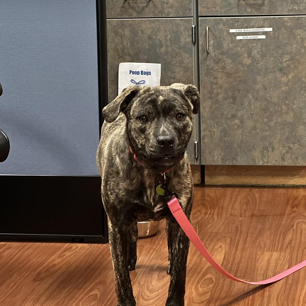 Gene, Adoptable, Young Male Mixed Breed.