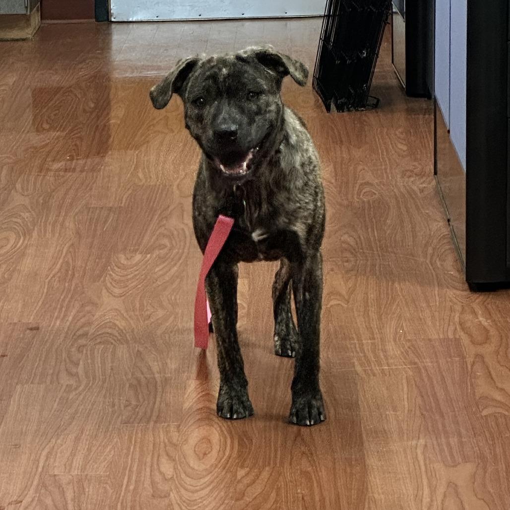 Enlarge Gene, a Adoptable Mixed Breed in Cheyenne, WY image 2/5