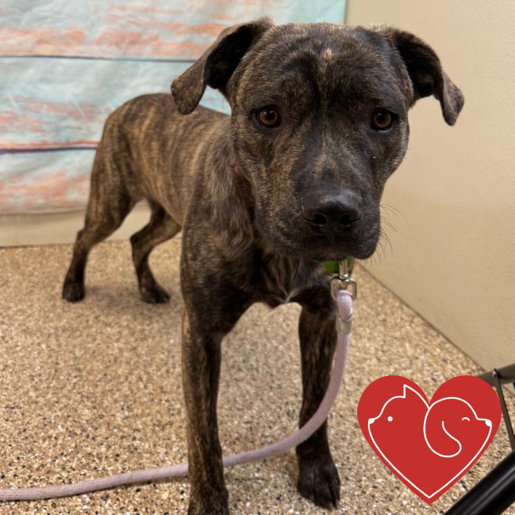 Enlarge Gene, a Adoptable Mixed Breed in Cheyenne, WY image 3/5