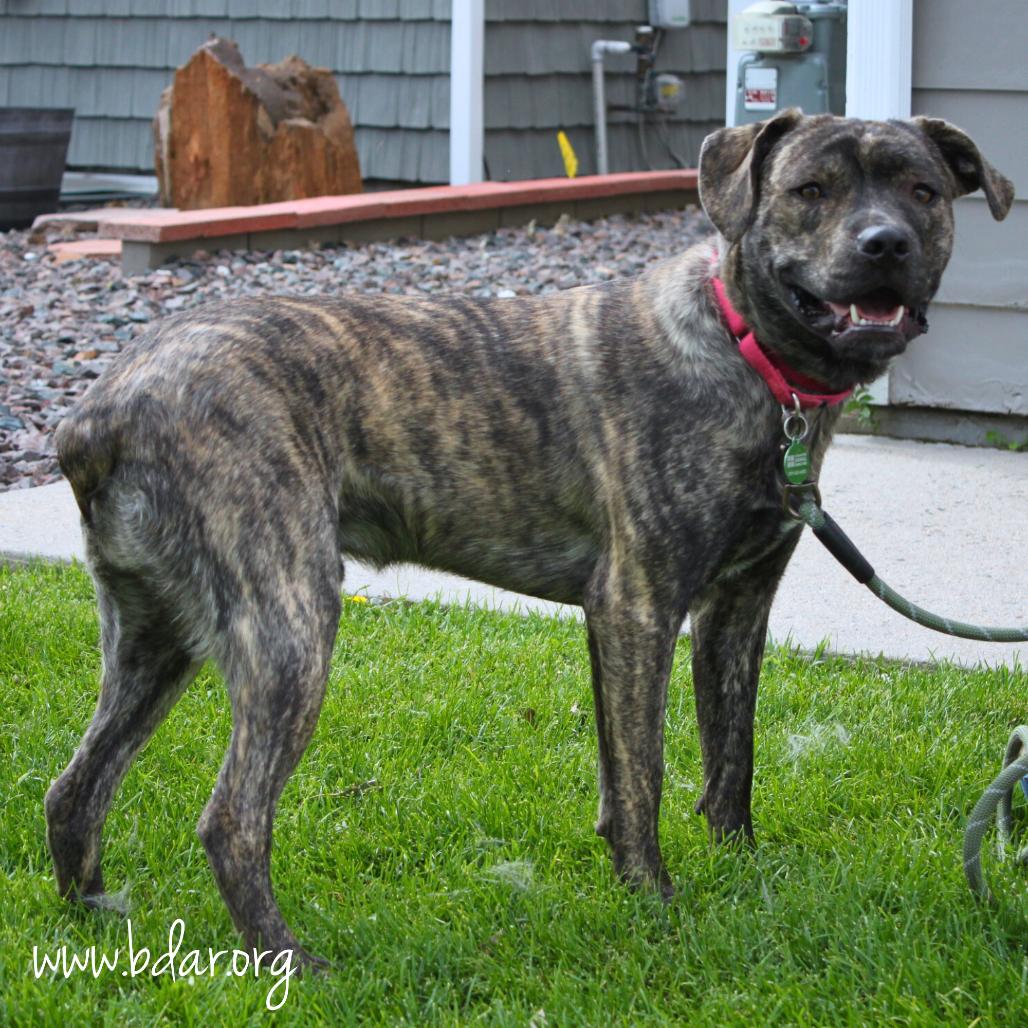 Gene, Adoptable, Young Male Mixed Breed.