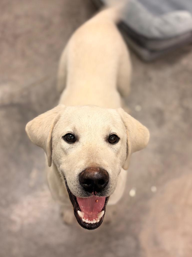 Tank, Adoptable, Young Male Labrador Retriever & Mixed Breed.